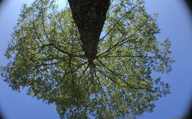 Groene airco: bomen als wapen tegen hittegolven in de stad