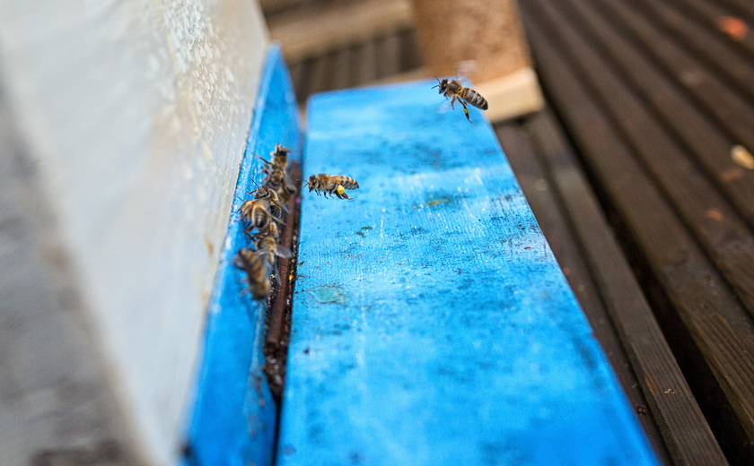 Deze bijen wonen op de HvA en studenten gaan veel van hen leren